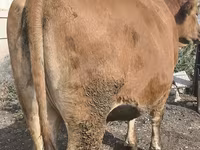 Vaca, Ganado vacuno — foto 5