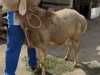 نعجة, Baerchuke sheep — الصورة 2