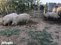 Pigs (batch, sex not specified), Мангалица — photo 4