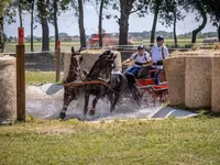 घोड़ा, Hungarian horse breed — फ़ोटो 2