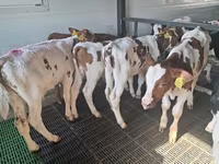 Byk, Russian Black pied cattle — zdjęcie 3