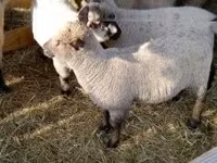 भेड़, Shroshire sheep — फ़ोटो 2