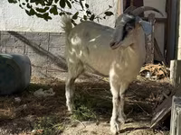 बकरी, Russian White goat — फ़ोटो 5