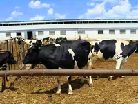 Vache, Yaroslavl cattle — photo 3