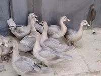 Ducks — الصورة 4