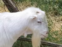 Boucs, LaMancha goats — photo 1