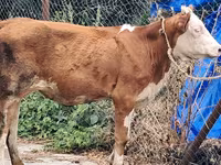Vache, Simmental cattle — photo 6