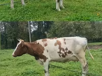 Cow, Simmental cattle — photo 4