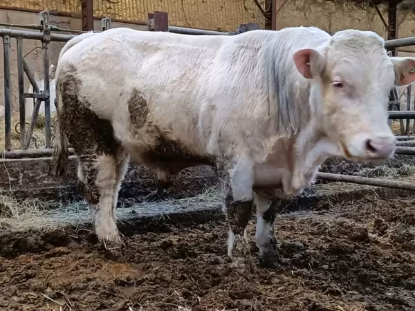 Taureau, Charolais cattle — France