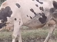 गाय, Russian Black pied cattle — फ़ोटो 2