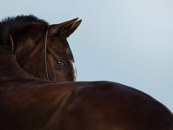 Jument, Akhal-Teke