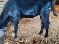 母牛, Aberdeen-Angus — 照片 1