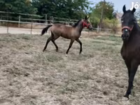 Mare, Lipizzaner — photo 5