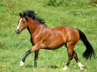 Jument, Horse breed — photo 4