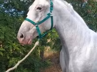 Yegua, Lipizzaner — foto 7