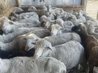 Sheep, Sheep — photo 2