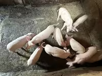 मादा सूअर, Датский ландрас — फ़ोटो 6