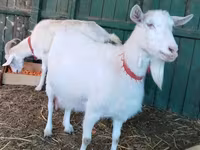 बकरी, Pomellata goat — फ़ोटो 2