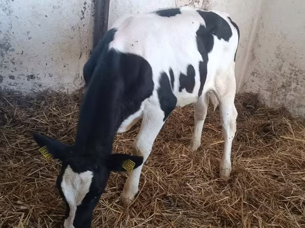 Vaca, Russian Black pied cattle