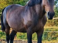 Horse (M), Međimurje horse — photo 5