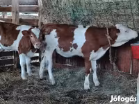 सांड, लिमोज़िन गाय — फ़ोटो 5