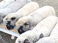 Baran, Shroshire sheep — zdjęcie 1