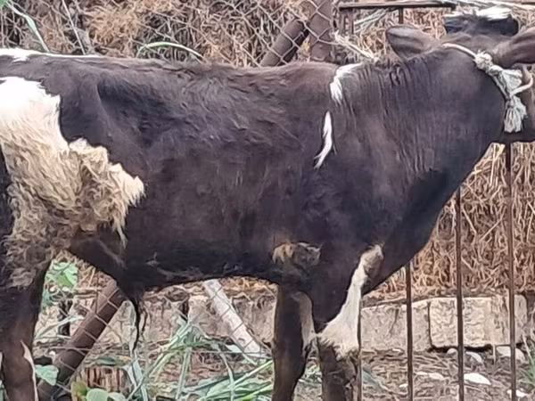 公牛, Red-spotted breed