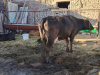 Kuh, Swedish red cattle — Foto 2