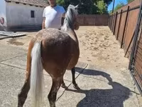 母马, Berber horse — 照片 3