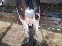 Vaca, Raza Holstein — foto 3