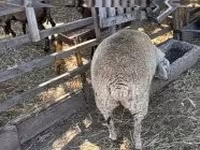 母羊, Beltex sheep — 照片 3