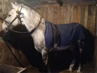 Caballo, Anglo-Arabian — foto 2