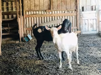 تيس, Kamori goats — الصورة 2