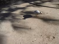 Guinea fowl — 写真 3