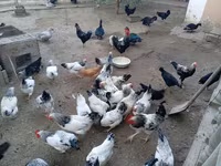 Chickens — फ़ोटो 2