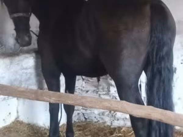Cheval, Friesian