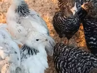 Brahma — Foto 4
