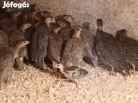 Guinea fowl — zdjęcie 3