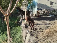 عنزة, Kamori goats — الصورة 5