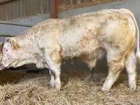 Taureau, Simmental cattle — photo 3