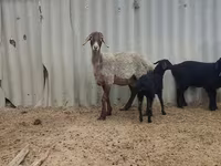 Schaf, Arashan sheep — Foto 2