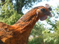Chickens — 写真 7