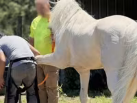 Horse (M), Kentucky mountain daddle horse — photo 5