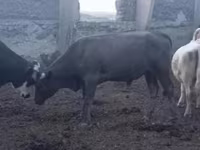Taureau, Vache rouge des steppes — photo 2