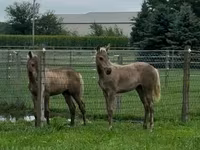 Cheval, Rocky Mountain Horse — photo 2