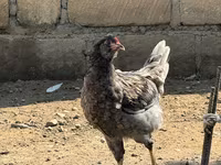 Ameraucana — Foto 5
