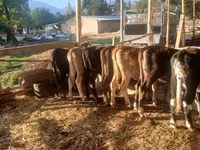 Vaca, Ganado vacuno — foto 7