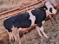 Buğa, Simmental cattle — foto 4