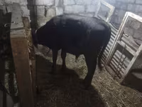 Bulle, Aberdeen-Angus — Foto 1
