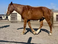 حصان, Kustanai horse — الصورة 6